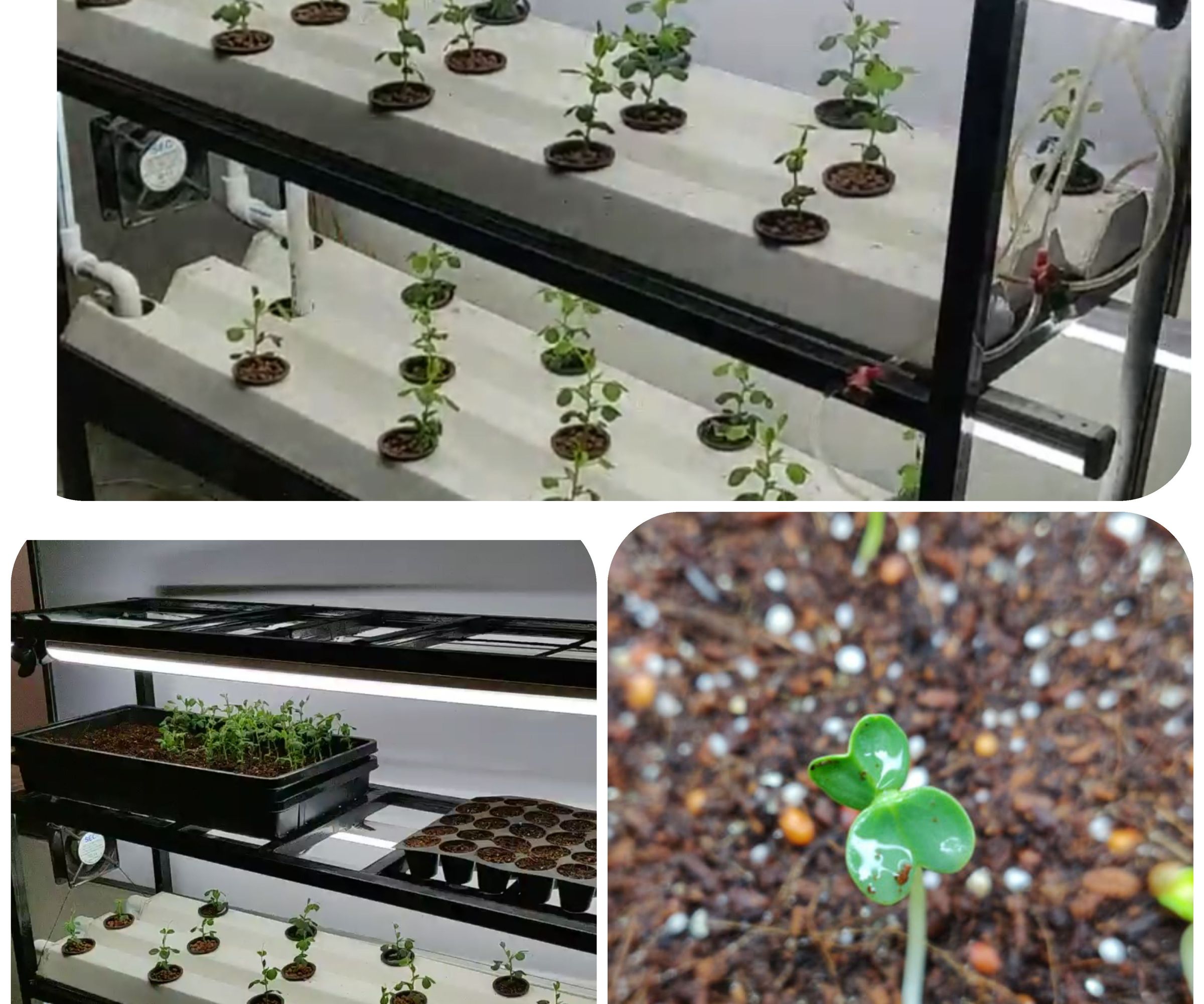 INDOOR HYDROPONIC VEGETABLE GROWING SYSTEM