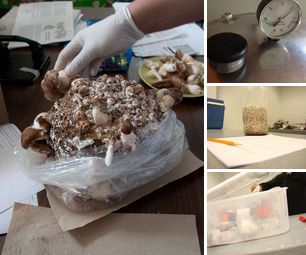 How to make a Shiitake Mushroom log