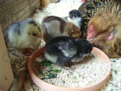 Hatching Chicken Eggs Naturally : 12 Steps (with Pictures) - Instructables
