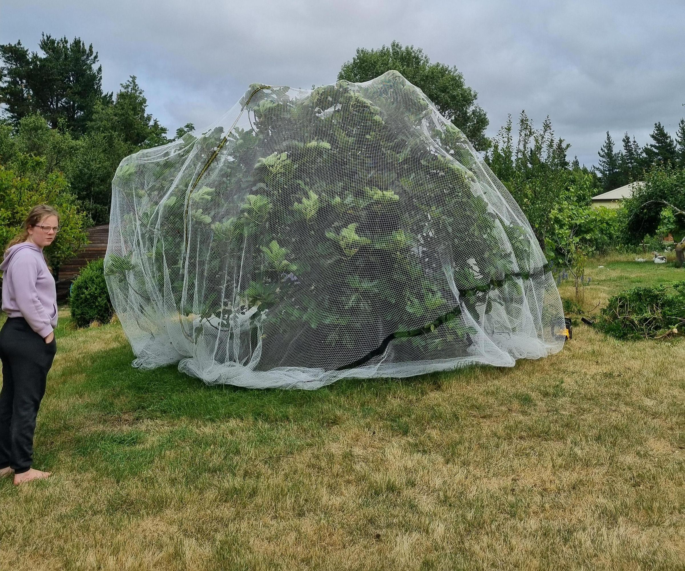 Netting a Fruit Tree