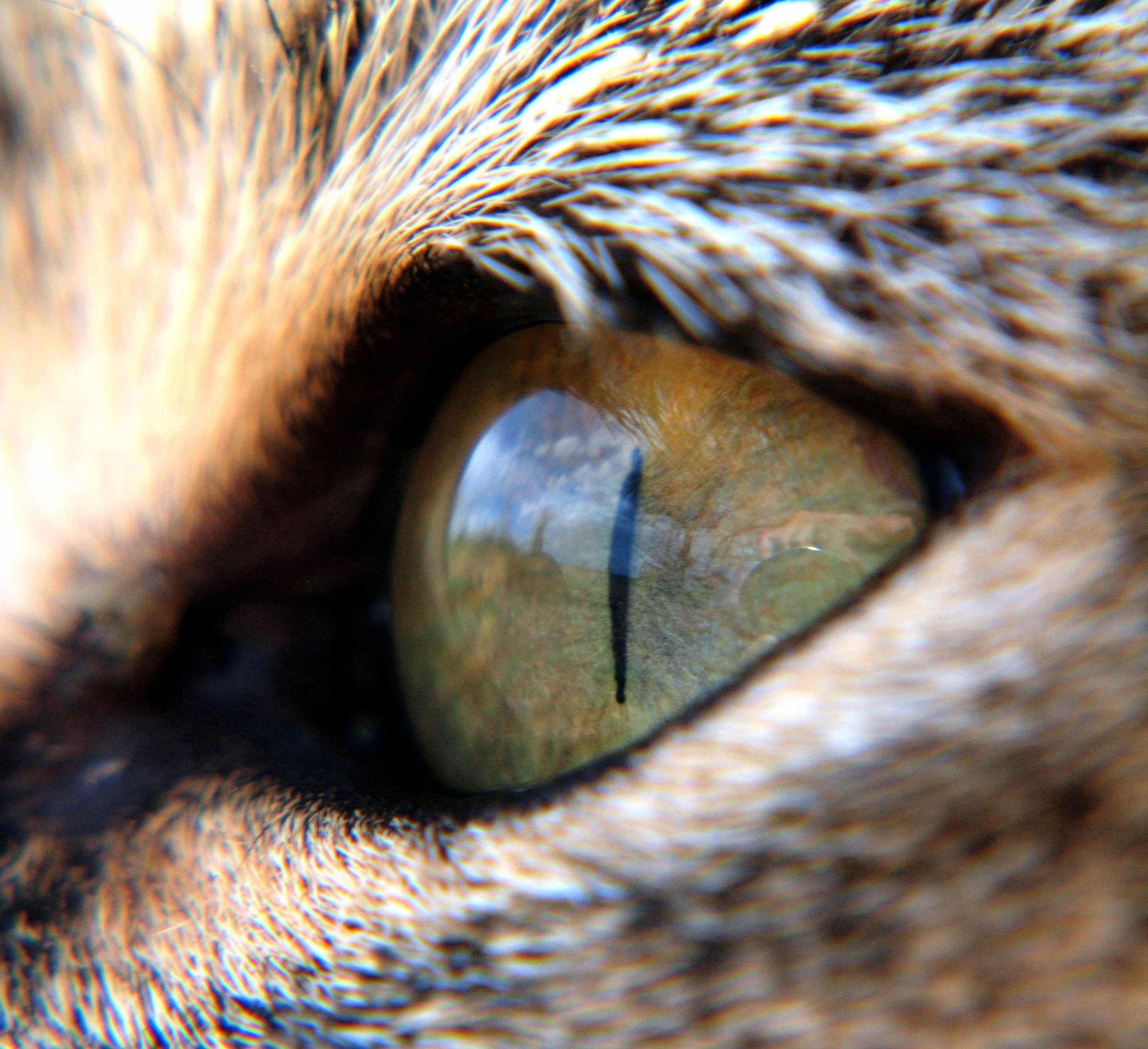 Spring, Close Up and Personal