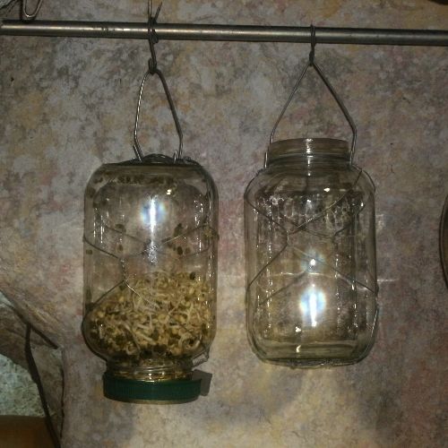 Hanging Sprout Jars -- Improved