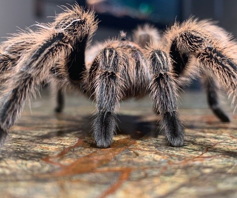 A Spider's Ability to Stick and Not Get Stuck