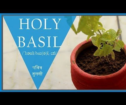 How to Plant Indoor "HOLY BASIL"