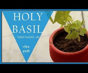 How to Plant Indoor "HOLY BASIL"