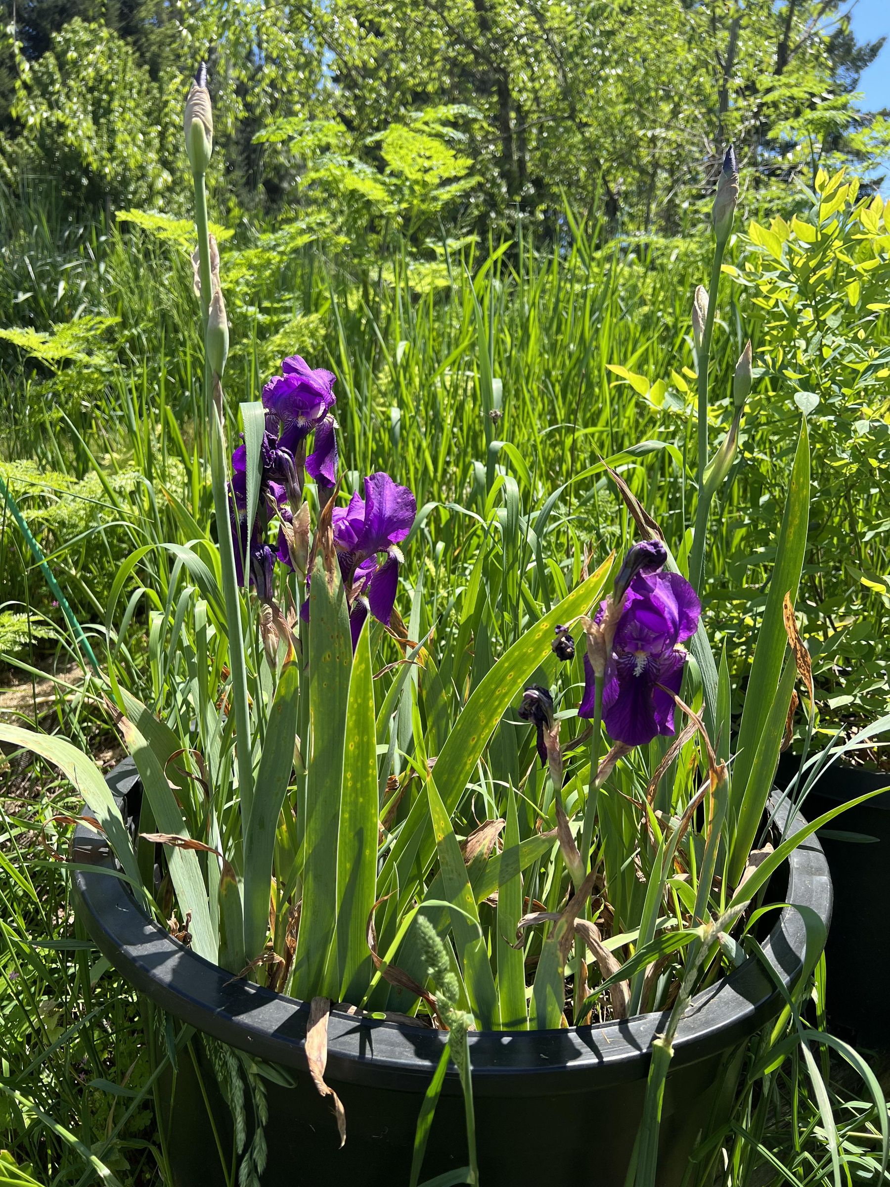 Sharpening Clippers 4 Steps Instructables
