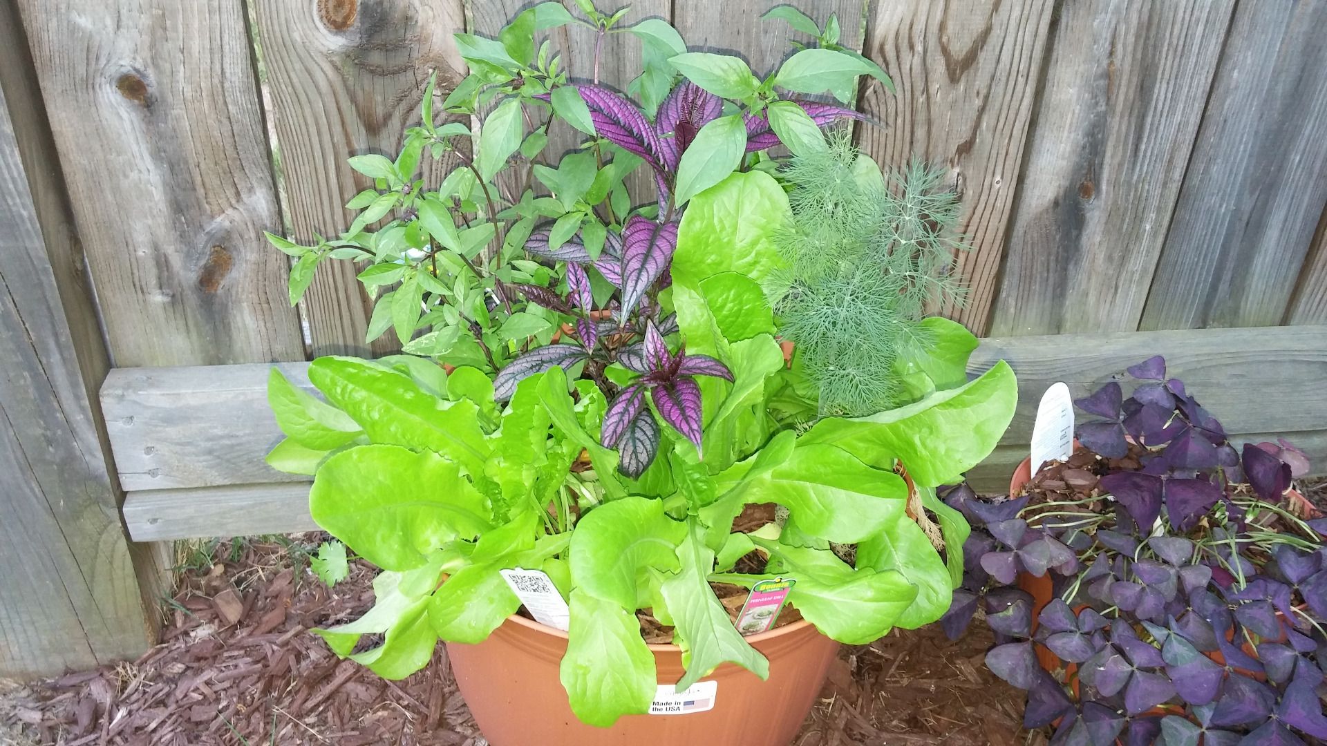 How to Soak and Plant ITTYBITTY Seeds 5 Steps (with Pictures