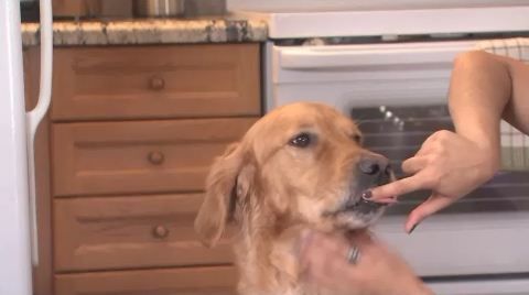 What’s Right for Your Pet?