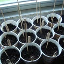 Poor mans paper coffee cup garden.