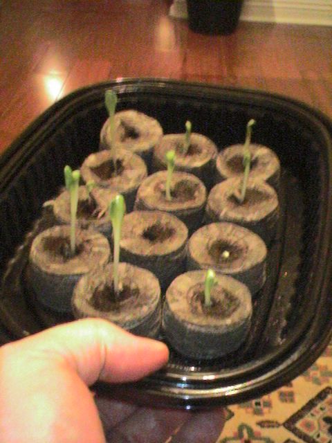 Recycled Plastic: Mini Greenhouse