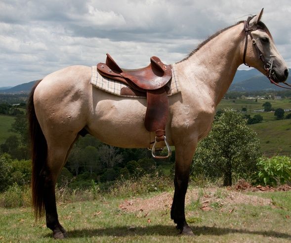 Basic Saddling Technique (Western)