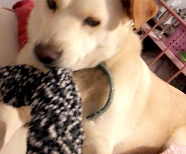 Water Bottle Dog Toy