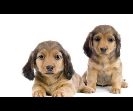 Cute Puppy Video for Puppy for Sale Site
