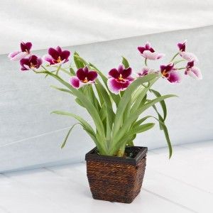 Celebrate New Home With Beautiful Housewarming Plants