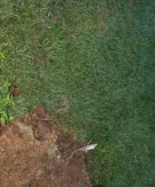 Planting a blue berry bush