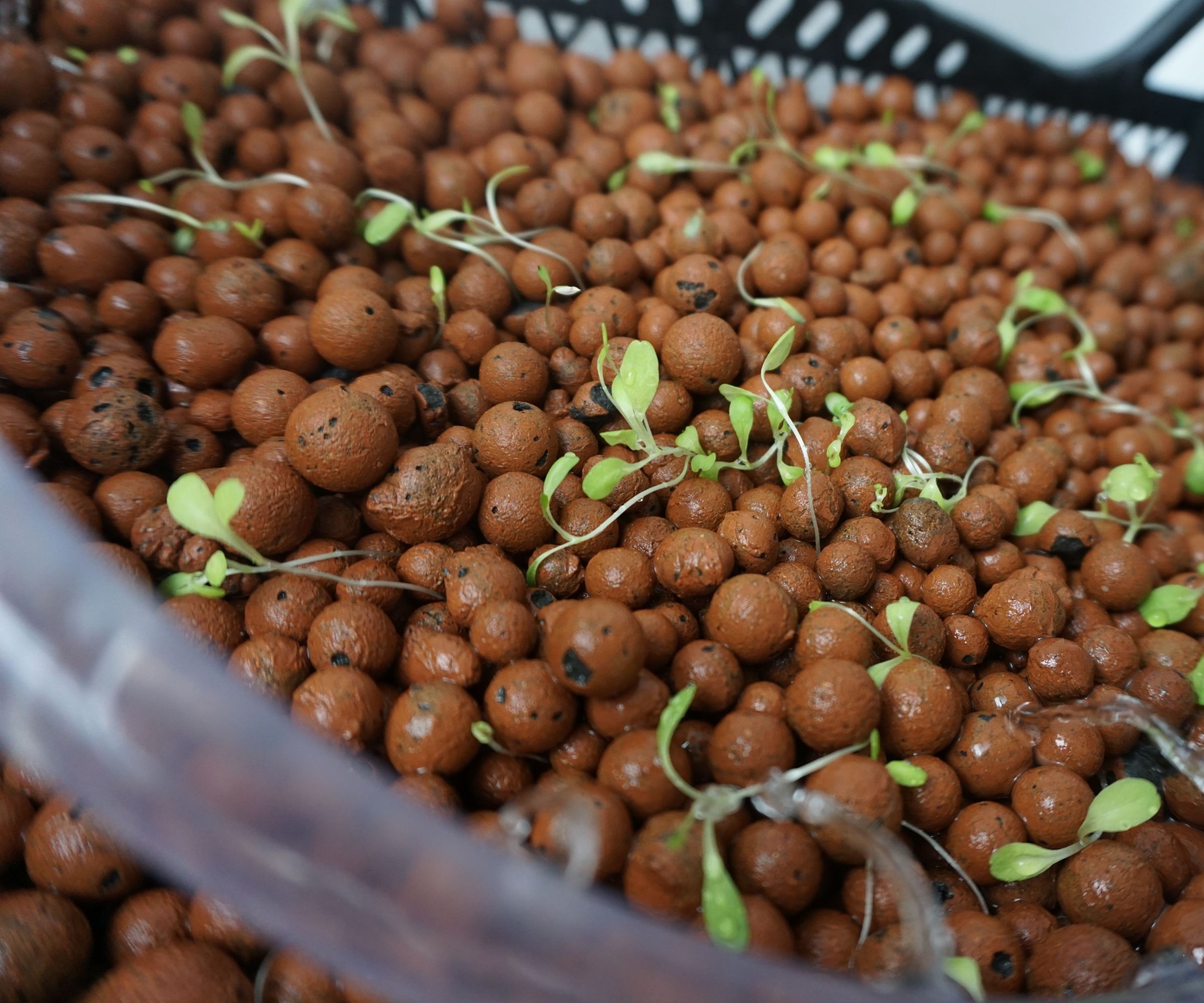 Floating Lettuce Planter