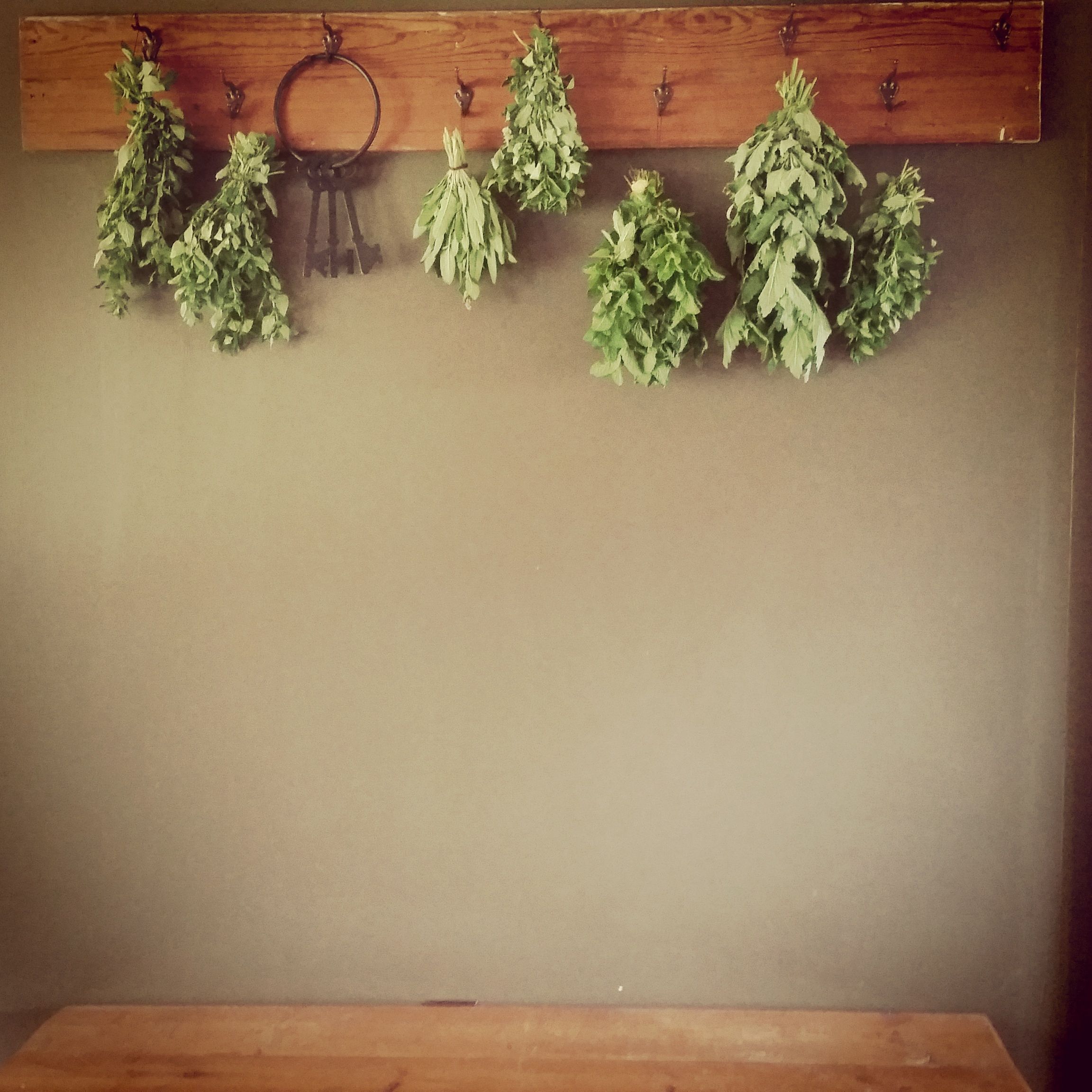 Drying Herbs 