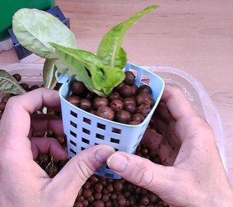 Plants in the System