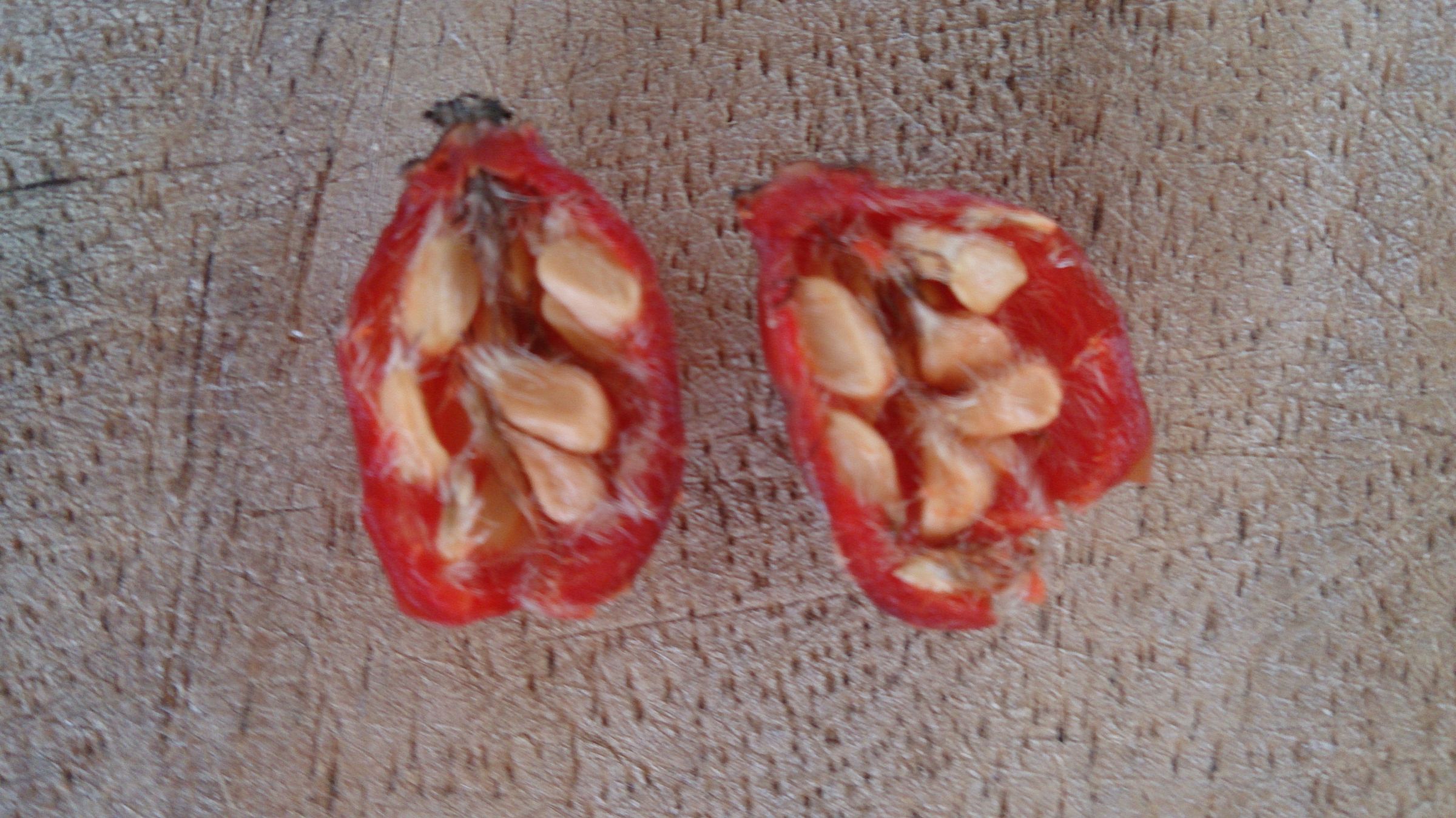 How to Eat a Rose Hip 3 Steps (with Pictures) Instructables