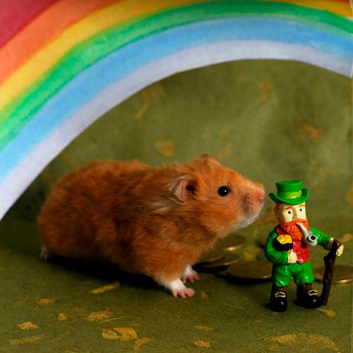 How to Catch a Leprechaun/hamster