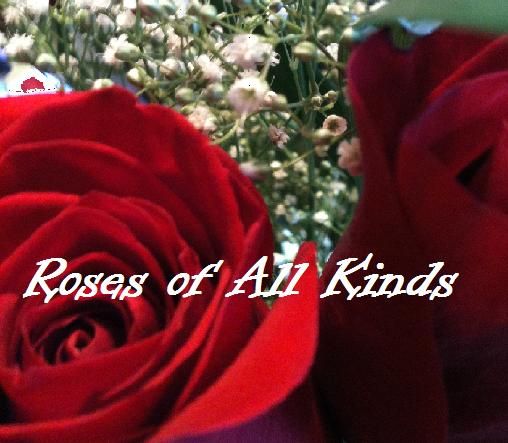 Collection Cover Image: Roses of All Kinds