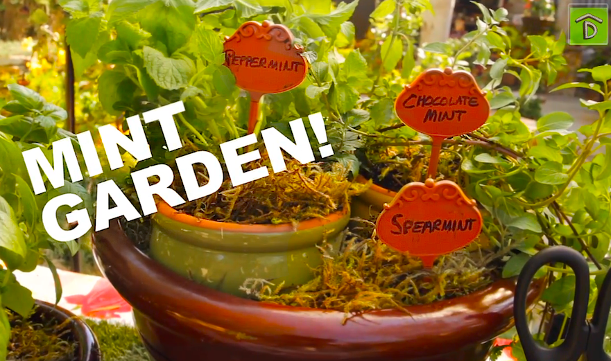 Cocktail Gardening: Grow Herbs Mint, Basil & Cilantro