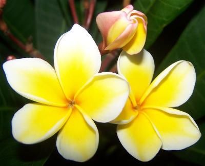 Gardening Tips Caring for Plumeria Plants and Frangipani Trees