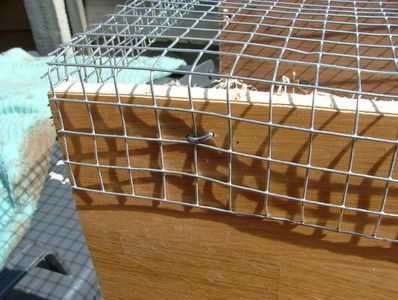 Making A Rabbit Trap Making a Really Simple Rabbit Trap : 6 Steps - Instructables
