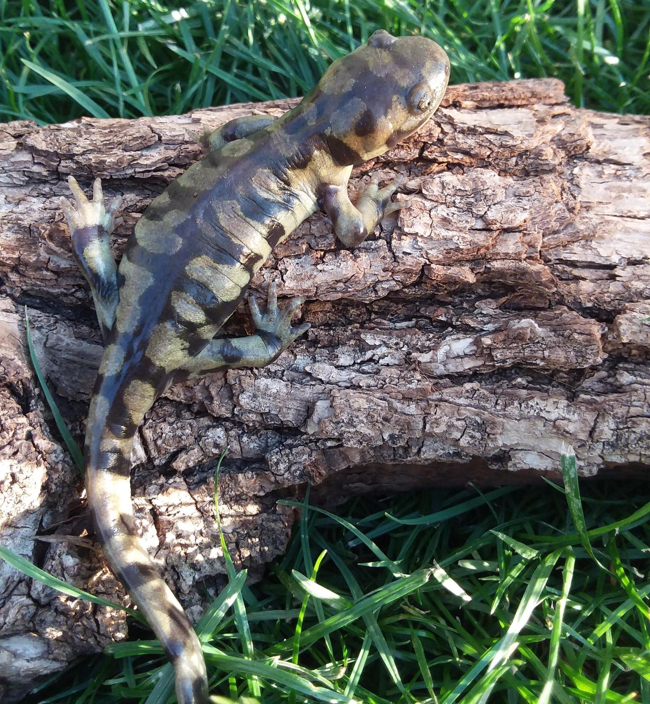 Herpetology- Identifying Variations of Tiger Salamanders