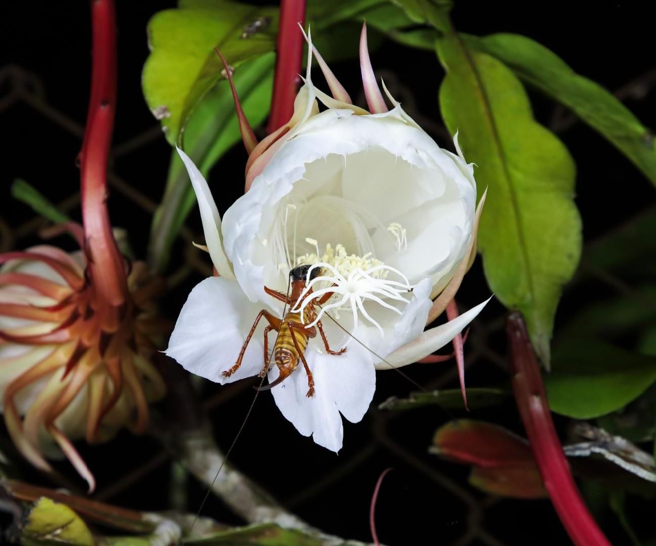 Creating a Night-Blooming Garden