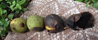 Black Walnut Harvesting & Processing : 11 Steps (with Pictures ...