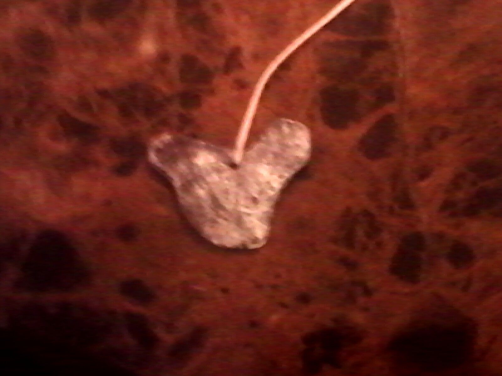 Sculpey Clay Pendant