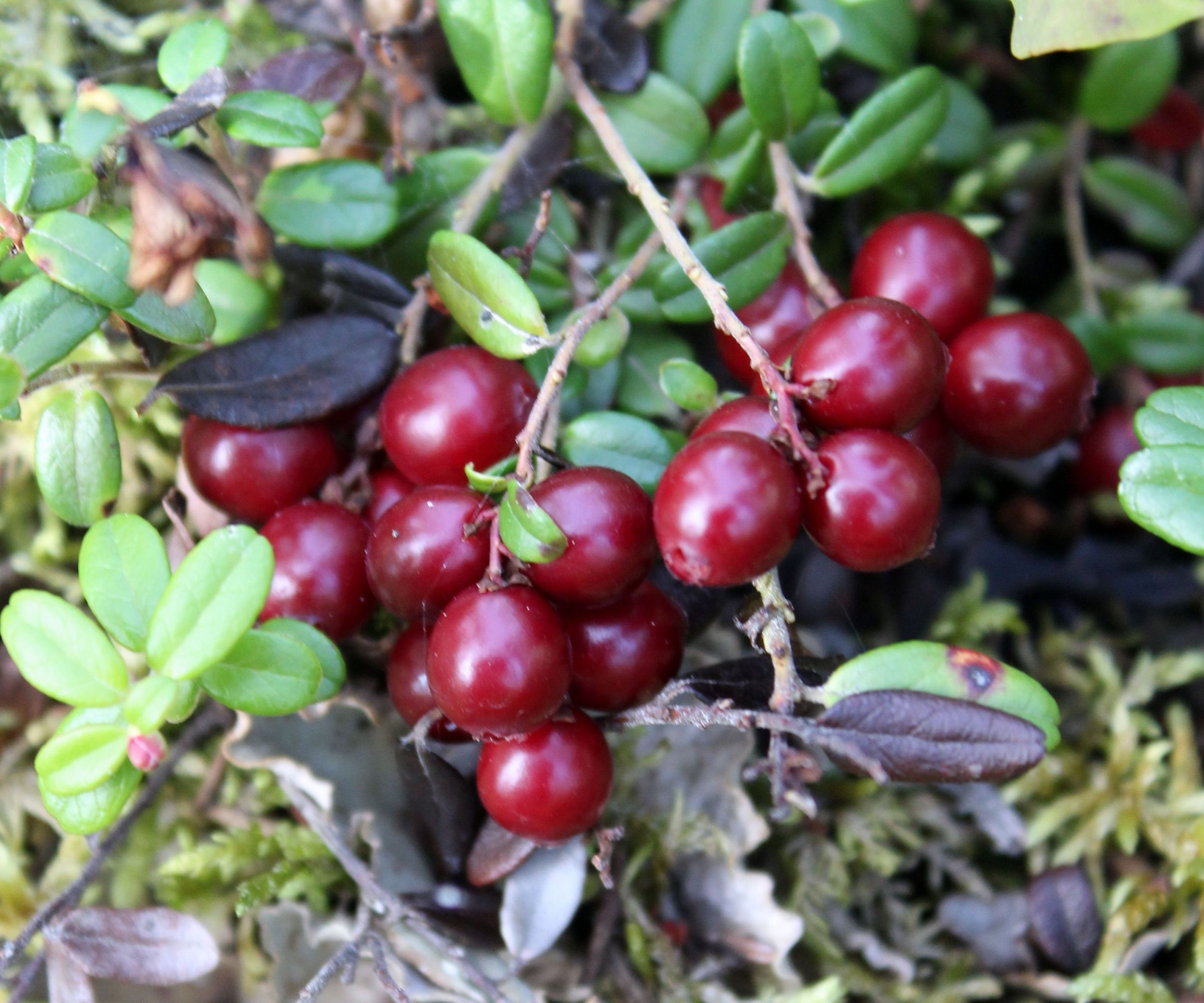 Wild Cranberry Sauce