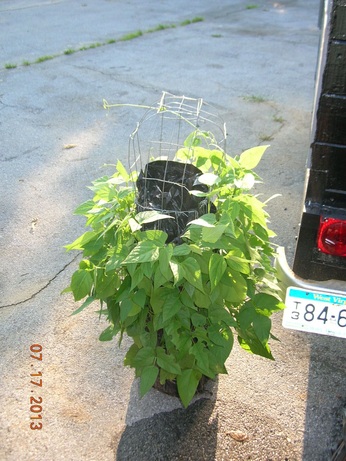 How to Grow a Vertical Lima & Green Bean Vegetable Garden