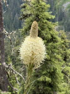 BearGrass