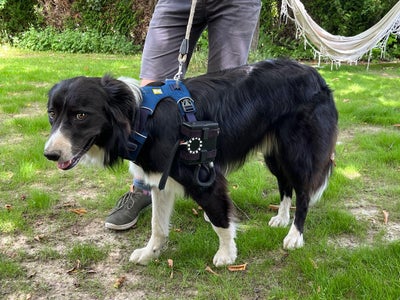 Dog Health Tracking Device, the DogBit