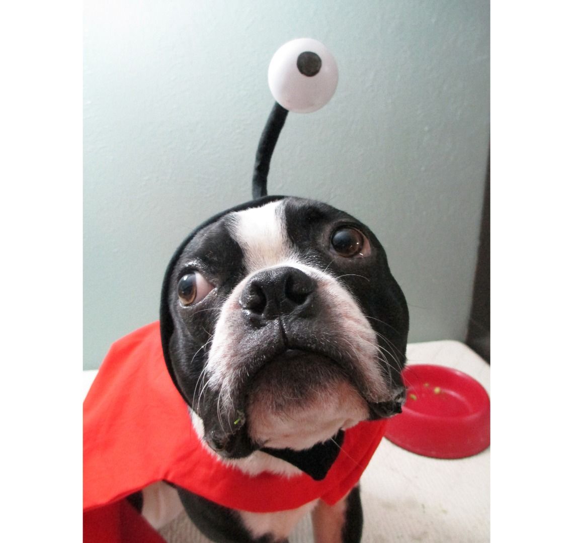Nibbler From Futurama Dog Costume 16 Steps (with Pictures