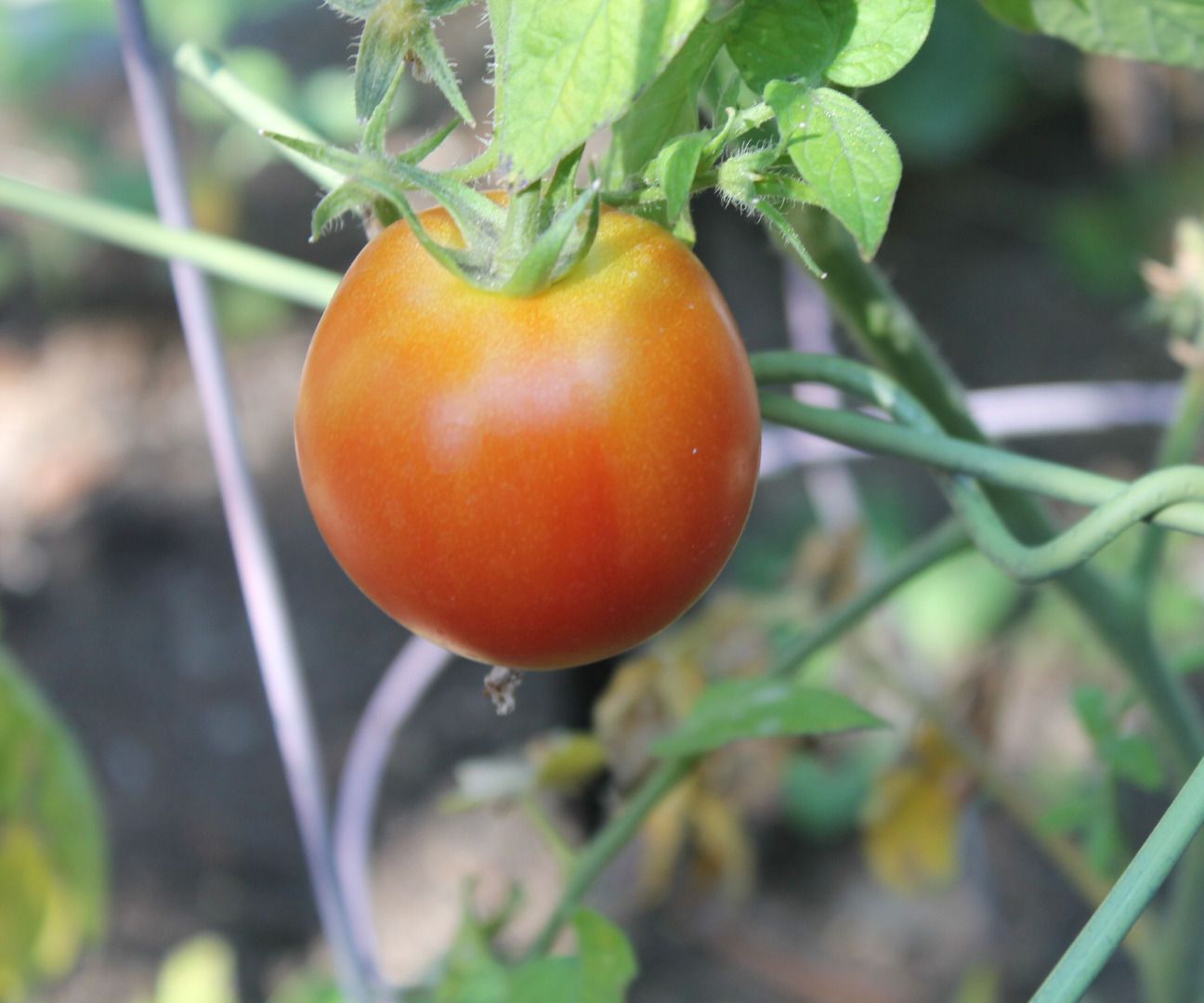 Election Sign Tomato Cage