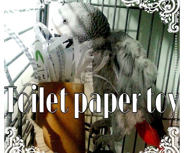 Recycled toilet paper rolls into super easy parrot toy