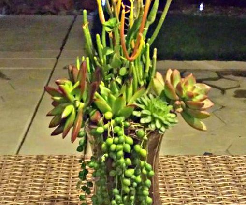 Living Bouquet-Grow Plants in Vase