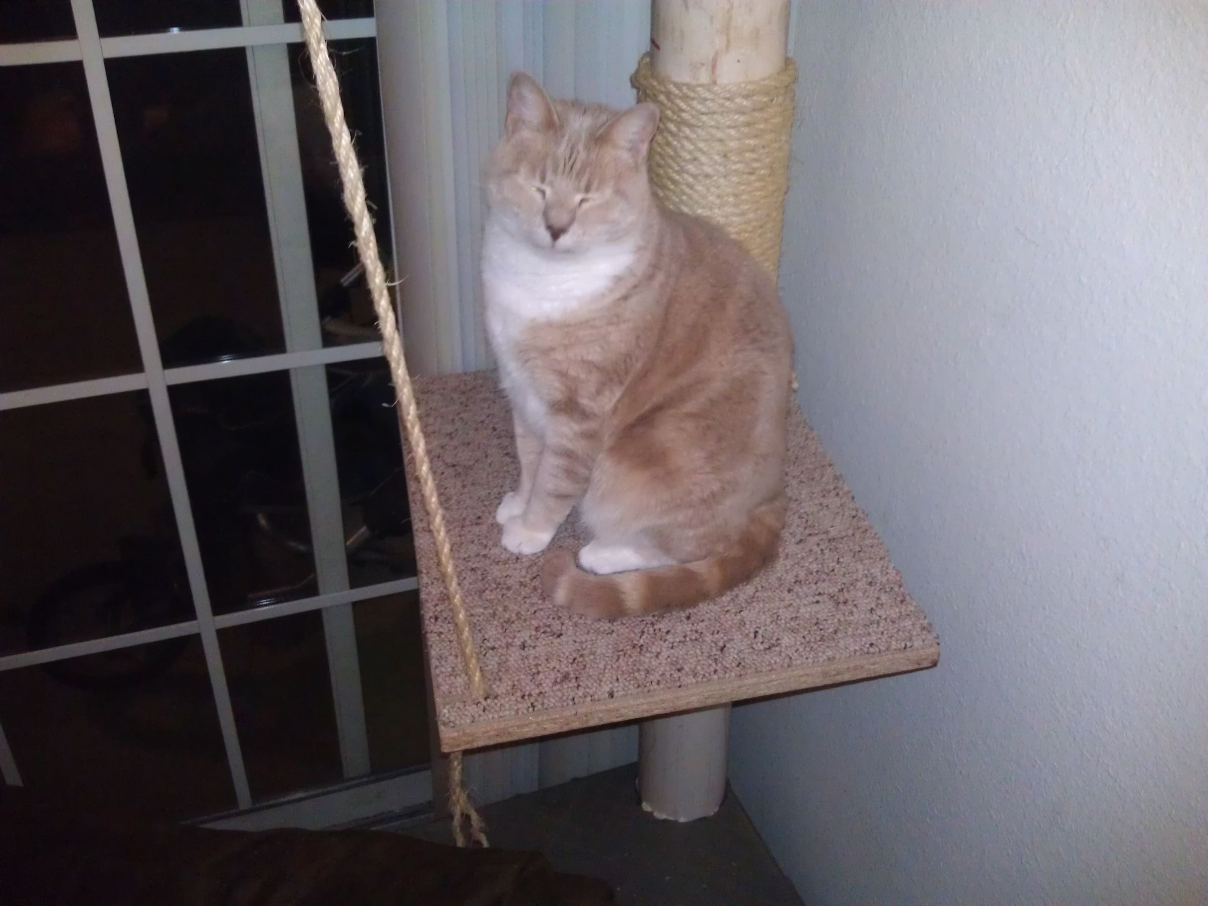 Cat Perch Tree From Junk