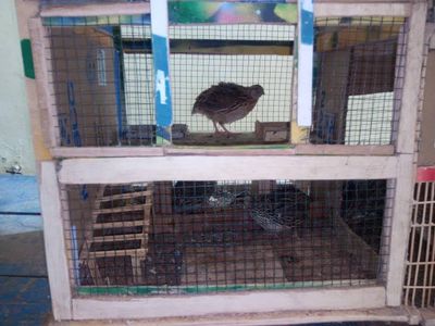 Building the Quail House