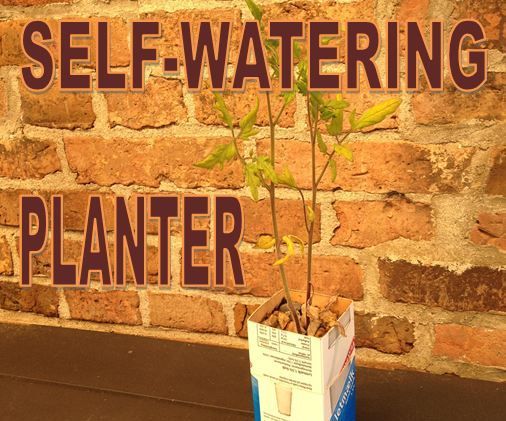 Self-watering Planter From Milk Carton