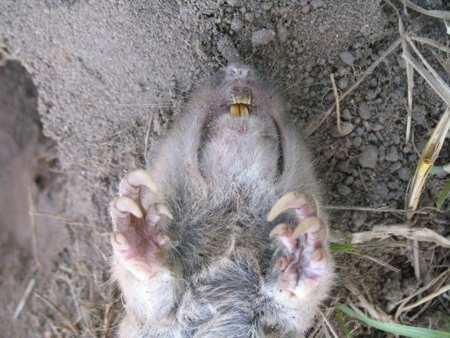 How to Trap a Gopher
