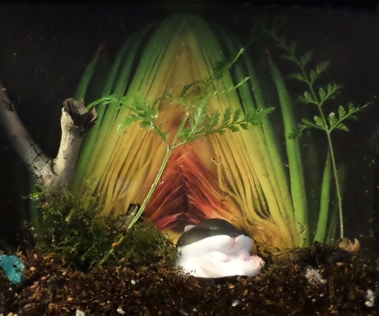 Picture Frame Terrarium