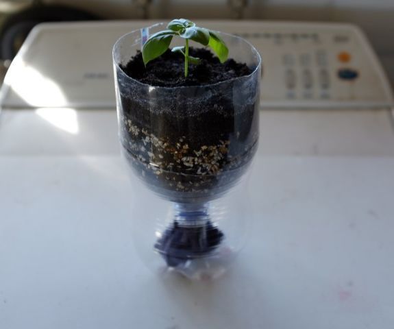 Simple Soda Bottle Quasi-Hydroponic