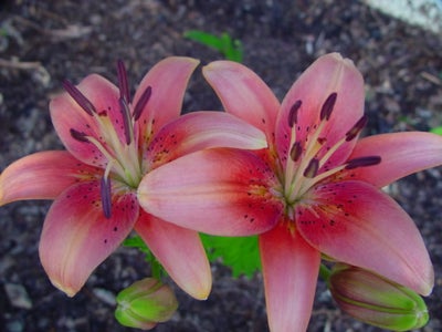 lily seeds from cut flowers
