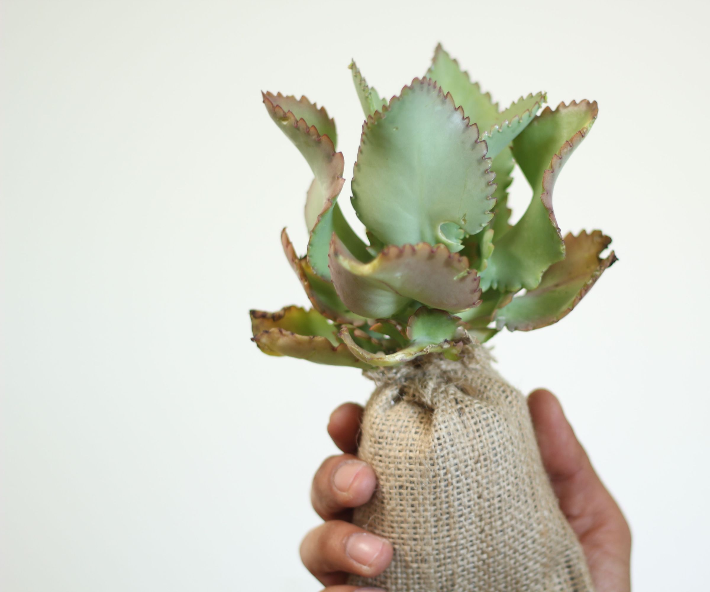 How to Create a Succulent Sack