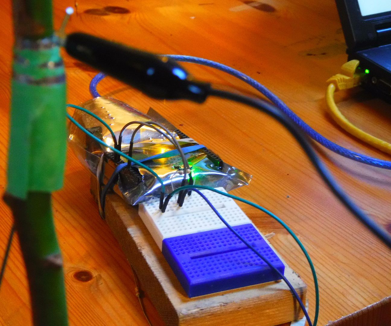 Polygraph for Recording Plant's Feelings