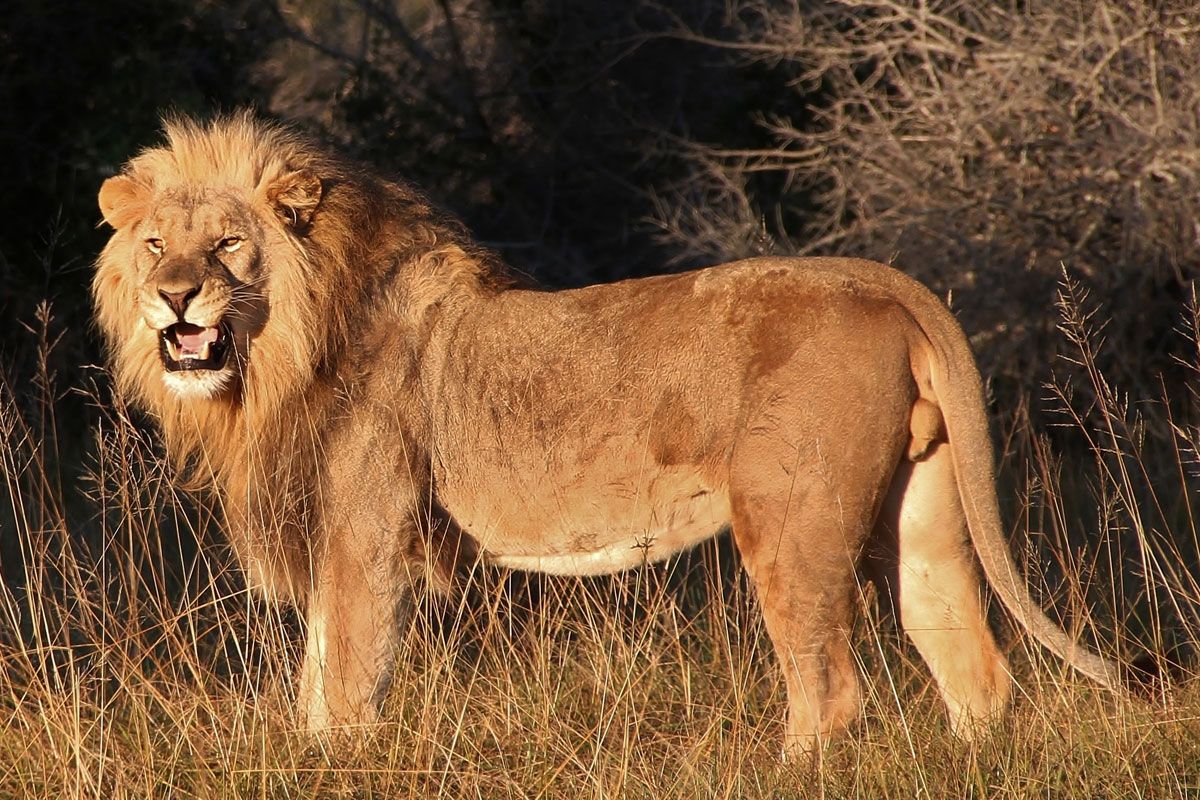 African Safari Tours : for Those Who Loves Adventure